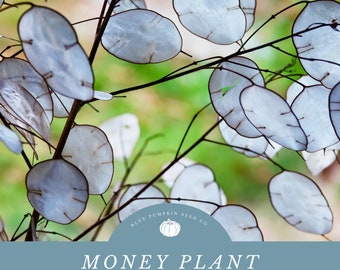 Money Plant (heirloom/biennial) seeds: Honesty plant, silver pennies, moon plant, lunaria, ornamental plant, coin plant, wild flower seeds