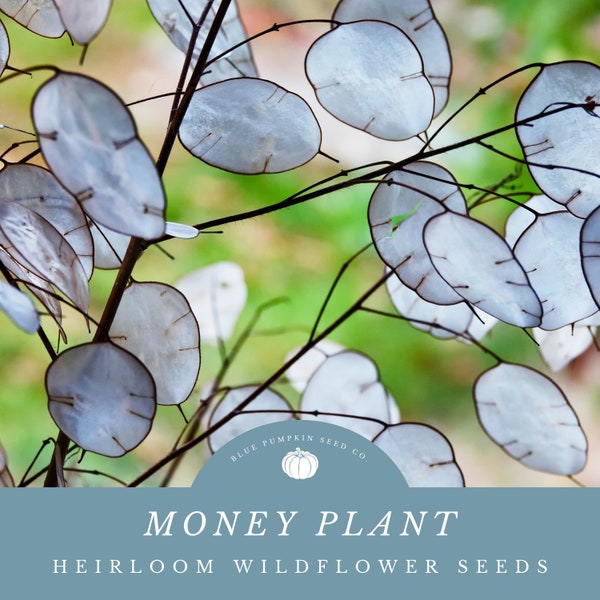 Money Plant (heirloom/biennial) seeds: Honesty plant, silver pennies, moon plant, lunaria, ornamental plant, coin plant, wild flower seeds