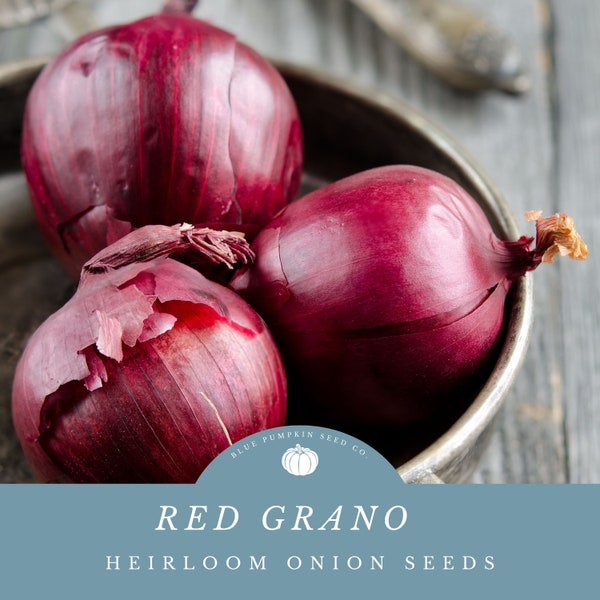 Red Grano Onion Seeds - Crisp, Mild Flavor for Raw & Cooked Dishes - 112 Day Growth Cycle