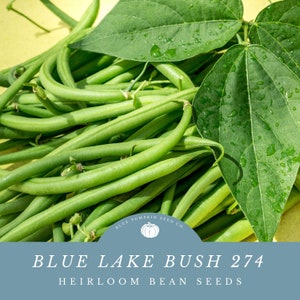 May include: A close-up of a pile of green string beans with a few leaves. The beans are fresh and have a light green color. The leaves are also green and have a few water droplets on them. The text "BLUE LAKE BUSH 274 HEIRLOOM BEAN SEEDS" is at the bottom of the image.