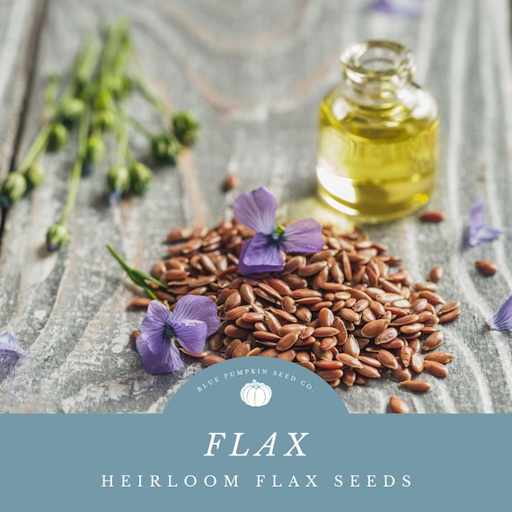 Flaxseed: Linseed, Linum, Alasi, Aliviraaii, Echter Lein, Keten, Lin Textile, Flachssamen, common flax, usitatissimum,