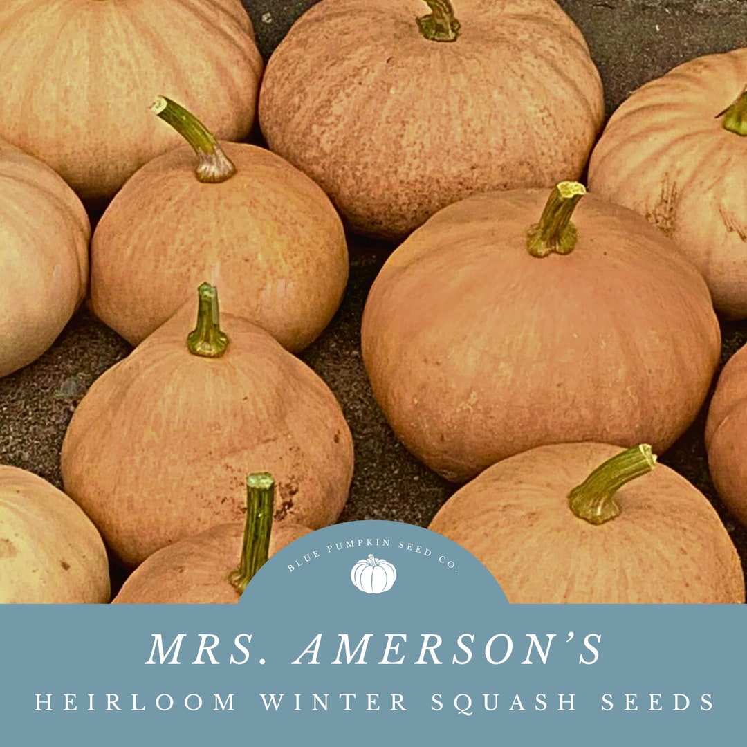Mrs. Amerson's Winter Squash heirloom/c.moschata/pmr/vine Borer Seeds