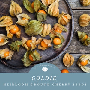 May include: Overhead shot of a wooden tray filled with golden-orange ground cherries, some still in their papery husks. The text "GOLDIE" and "HEIRLOOM GROUND CHERRY SEEDS" is displayed on a blue banner. The background is a rustic wooden surface.