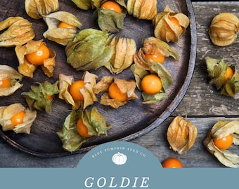 Goldie Ground Cherry (heirloom/OP) seeds: