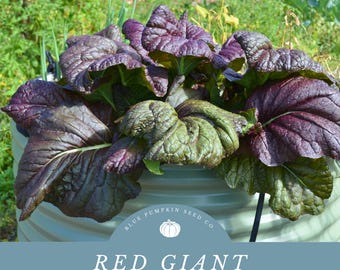 Red Giant Mustard Seeds (organic): Grow Stunning Burgundy Colored Mustard Greens With A Zesty Flavor