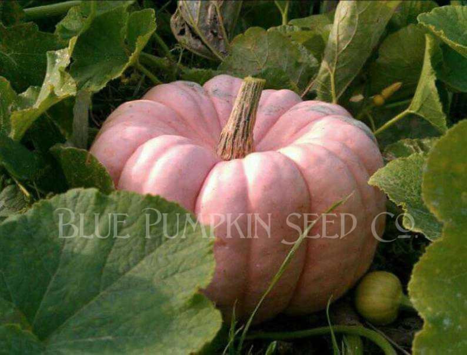 Porcelain Doll Pumpkin f1/c.spp./pm Seedspink Pumpkin Etsy