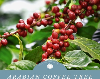 Arabian Coffee Tree heirloom seeds: Grow Your Own Indoor Coffee Plant - Harvest Coffee From Your Own Outdoor Plant