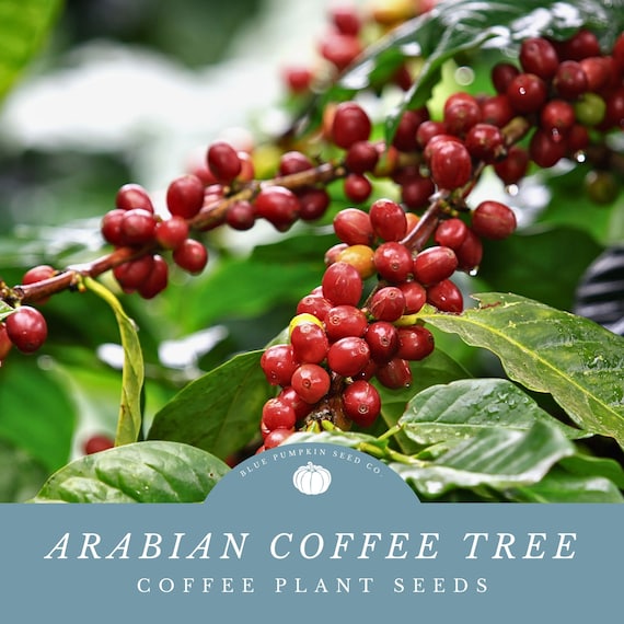 Arabian Coffee Tree Heirloom Seeds: Grow Your Own Indoor Coffee Plant -  Harvest Coffee From Your Own Outdoor Plant - Etsy