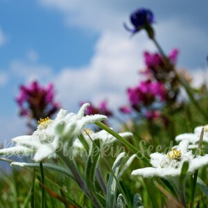 Edelweiss flowers growing wild on a hillside.