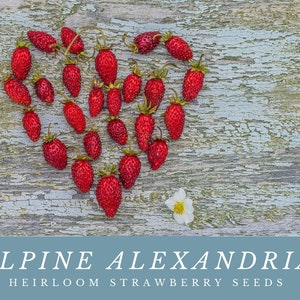 Alpine Alexandria heirloom strawberry seeds: Grow Sweet And Juicy Wild Strawberries - Rare and Delightful -