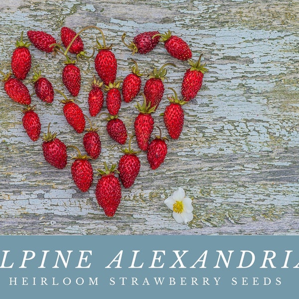 Alpine Alexandria heirloom strawberry seeds: Grow Sweet And Juicy Wild Strawberries - Rare and Delightful -