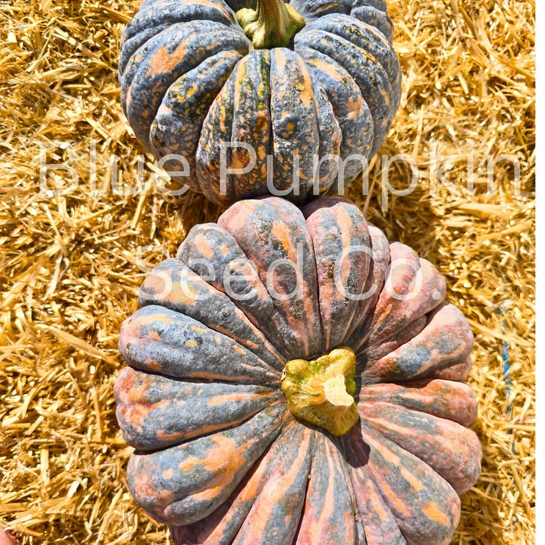Several Chiriman pumpkins on a wooden table. One is sliced open, exposing the seed cavity inside.