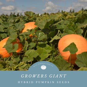 Growers Giant Pumpkin Seeds: Grow Your Own Giant Pumpkins!