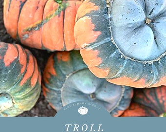 Troll pumpkin (F1/ZYMV/PM/c.moschata) seeds: Ornamental pumpkin, bicolor pumpkin, pink and blue pumpkin, hybrid pumpkin, pumpkin seeds