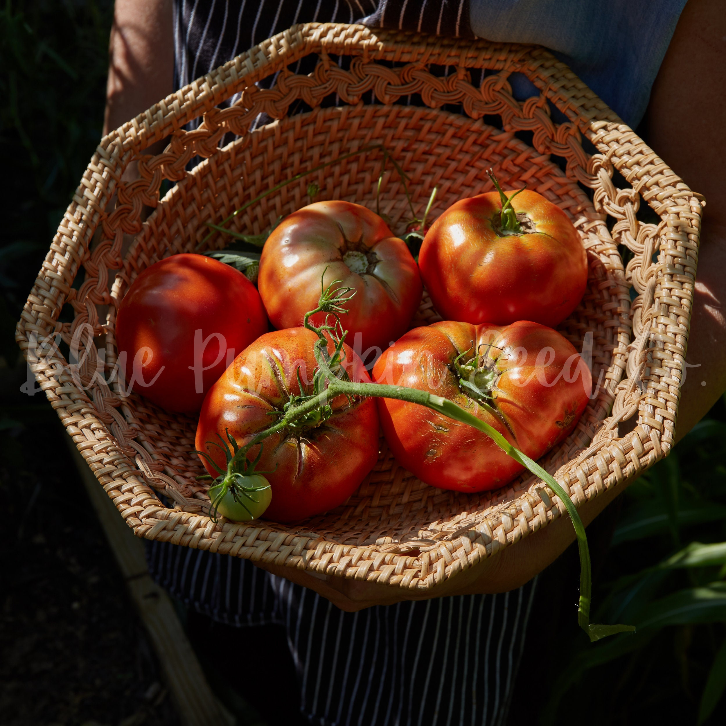 Beefsteak Tomato Seeds heirloom/determinate Steak Tomato Etsy