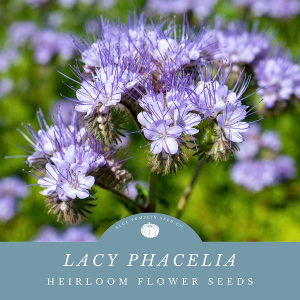 Lacy Phacelia (heirloom/annual) seeds: blue tansy, purple tansy, scorpion weed, boraginaceae, annual flower, heirloom flower seeds