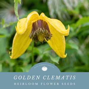 A single Golden Clematis showing off it's beautiful yellow pedals