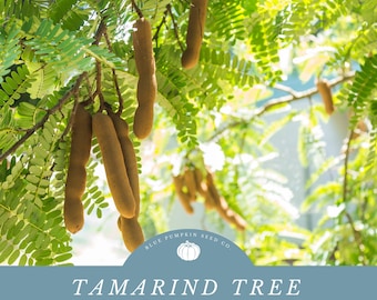 Tamarind tree seeds: Tamarin, Tamarindo, Tamarindus Indica, Tamariner, Tamarinier d'inde, Tintiri, Tamarind Tree, Tamarind Seed, non gmo