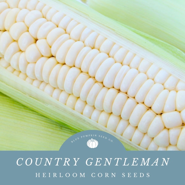 Country Gentleman Corn Seeds: Bumper Harvest - High Yield and Sweet Milkiness