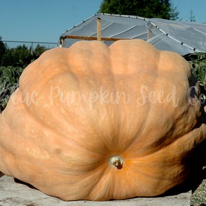 A Dills' Atlantic Giant pumpkin next to a greenhouse.