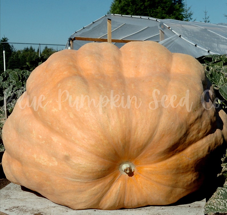 A Dills' Atlantic Giant pumpkin next to a greenhouse.