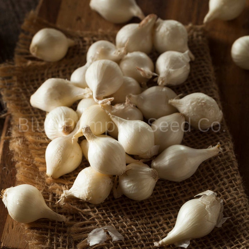 Blue Pumpkin Seed Co. Onion Seeds