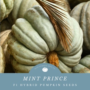 Mint Prince Pumpkin (F1/c.moschata) seeds: Mint colored pumpkin, green pumpkin, flat pumpkin, hybrid pumpkin, f1 pumpkin, pumpkin seeds