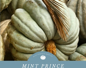 Mint Prince Pumpkin (F1/c.moschata) seeds: Mint colored pumpkin, green pumpkin, flat pumpkin, hybrid pumpkin, f1 pumpkin, pumpkin seeds