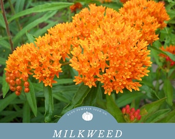 Milkweed seeds (Orange bloom variety): Monarch flower, blood flower, scarlet milkweed, sunset flower, silkweed, Pleurisy root seeds