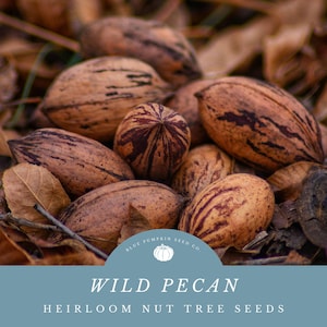 May include: Close-up of wild pecan nuts with brown and tan hues, scattered among dried leaves. The image features a variety of pecan shapes and sizes, with visible striations on the shells. The text "WILD PECAN" and "HEIRLOOM NUT TREE SEEDS" is displayed.