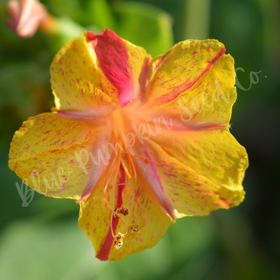 Four O Clock Marvel Of Peru Seeds Four O Clock Plant Etsy