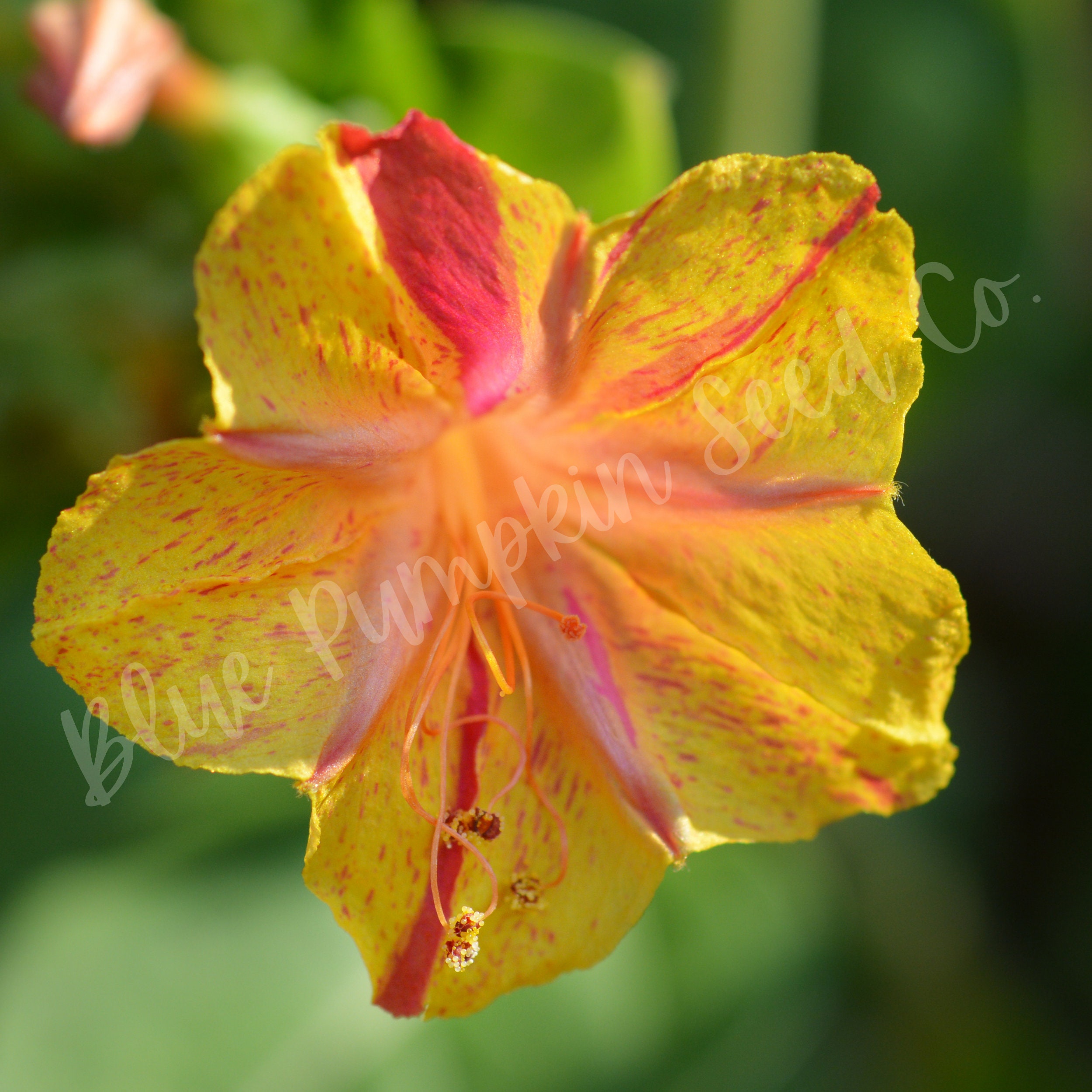 Four O Clock Marvel Of Peru Seeds Four O Clock Plant Etsy Four O Clock Marvel Of Peru Seeds Four O Clock Plant Etsy