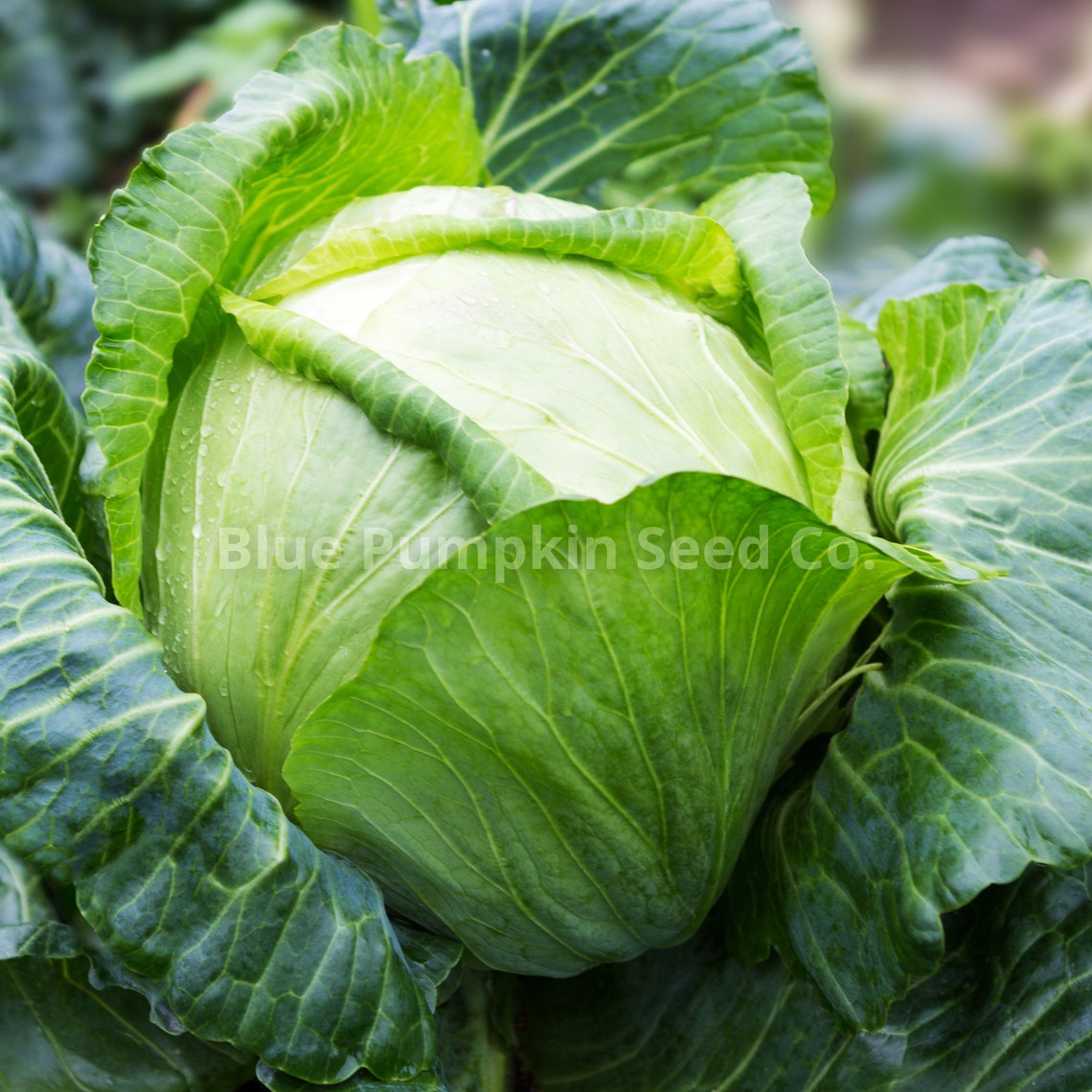 Brunswick Cabbage heirloom Seeds Early Flat Dutch Boston Etsy