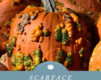 Scarface F1 pumpkin seeds: Grow Edible Festive Warted Pumpkins-Perfect For Halloween!
