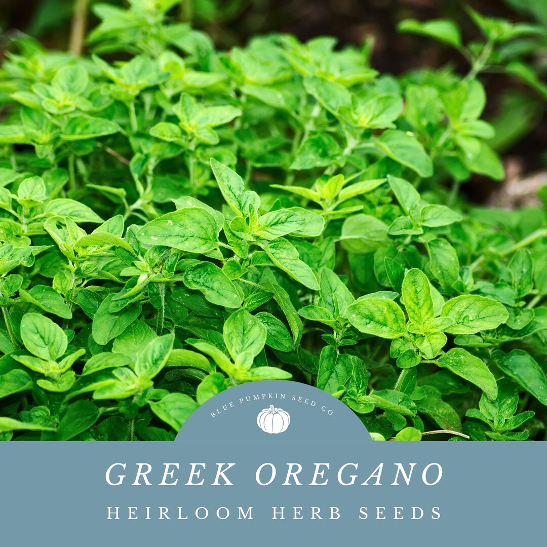 Greek Oregano perennial / OP / Seeds Origanum Vulgare Hirtum, Regani
