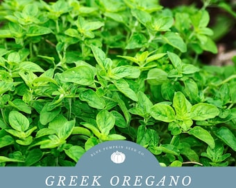 Greek Oregano (perennial / OP /) seeds: Origanum vulgare hirtum, regani, Greek Oregano herb seeds