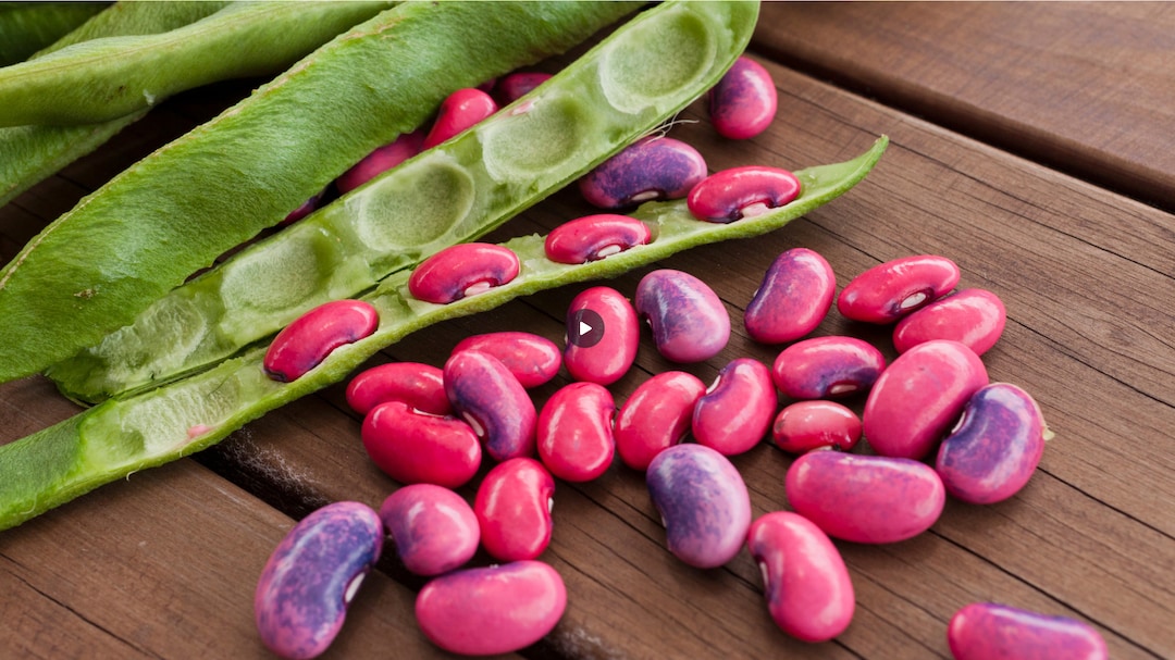 Scarlet Emperor Poll Bean Seeds Scarlet Runner Bean Seven Etsy