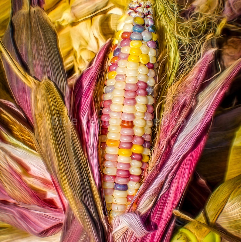 Neon Pink Corn heirloom/op Seeds Pink Corn Pink Popping Etsy