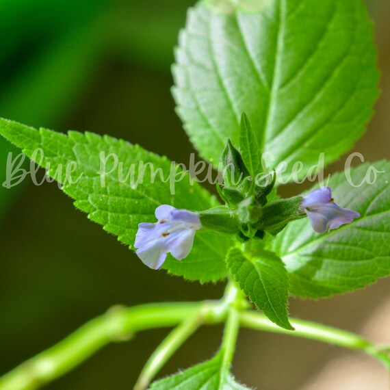 Chia Seed Salvia Hispanica Chia Seeds Salvia Chia Fresca Etsy 日本