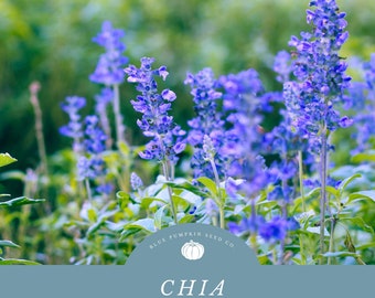 Chia Seeds (Salvia Hispanic) - Drought-Tolerant and Nutrient-Rich- Drought Tolerant Herb