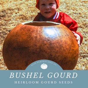 Bushel Basket Gourd Seeds- Grow Giant Gourds -Create Giant Craft Projects and More!