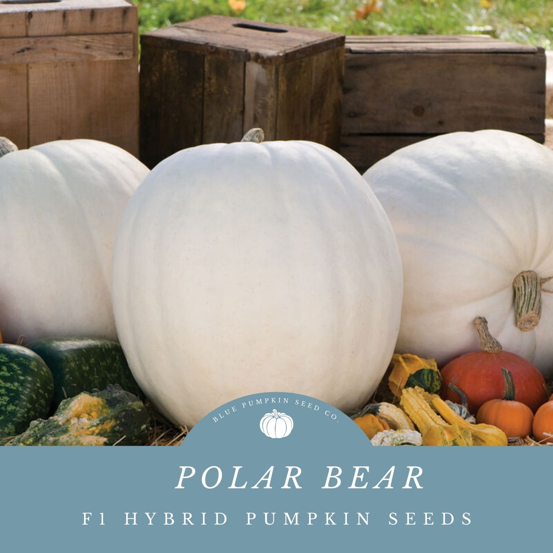 Polar Bear Pumpkin