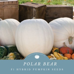 May include: Three large white pumpkins, a variety called Polar Bear, are displayed on a bed of straw with smaller gourds and squash. The pumpkins are a pale white color and have a smooth, slightly textured surface. The image is accompanied by a blue circle with the text "Blue Pumpkin Seed Co." and a logo of a pumpkin. The text "Polar Bear" and "F1 Hybrid Pumpkin Seeds" are also displayed in the image.