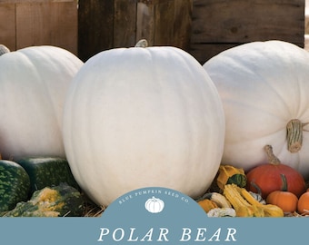 Op de afbeelding: Drie grote witte pompoenen, een variëteit genaamd Polar Bear, worden getoond op een bed van stro met kleinere pompoenen en courgettes. De pompoenen zijn van een bleke witte kleur en hebben een glad, licht getextureerd oppervlak. De afbeelding wordt vergezeld door een blauwe cirkel met de tekst "Blue Pumpkin Seed Co." en een logo van een pompoen. De tekst "Polar Bear" en "F1 Hybrid Pumpkin Seeds" wordt ook op de afbeelding weergegeven.