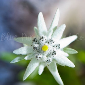 A close look at a gorgeous Edelweiss flower.