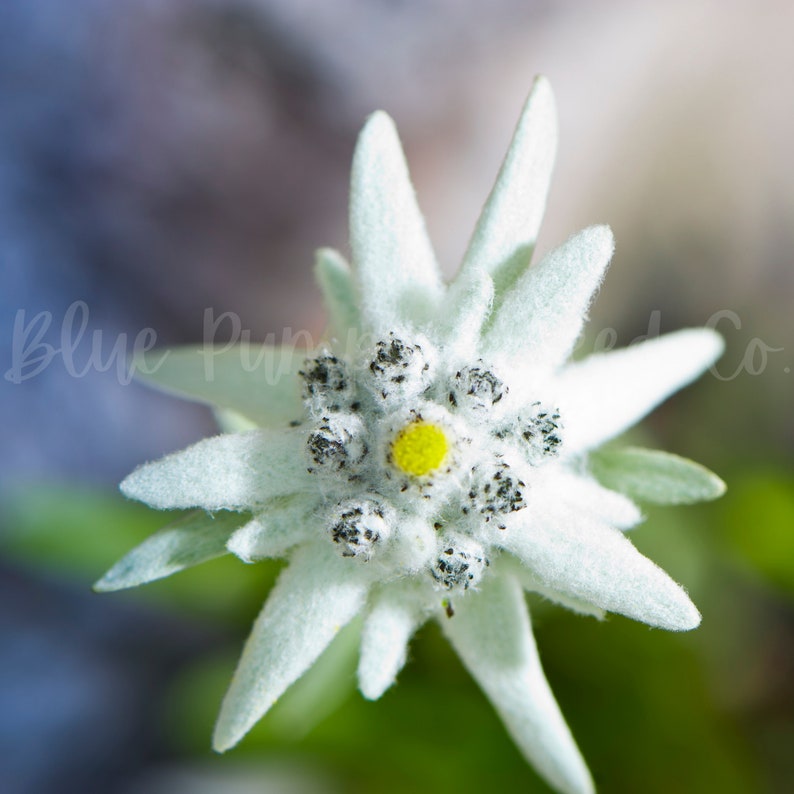 Edelweiss Flower Seeds perennial Heirloom Lion's Foot Etsy