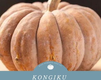 Kongiku Pumpkin (heirloom/c.maxima): Kongigu pumpkin, Kongigu squash, heirloom squash, Japanese squash, Japanese Pumpkin, pumpkin seeds