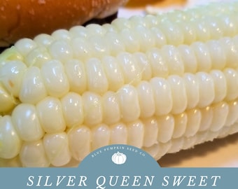 Silver Queen Sweet Corn (OP/F1 Hybrid): Silver corn, white corn, sweet corn seeds