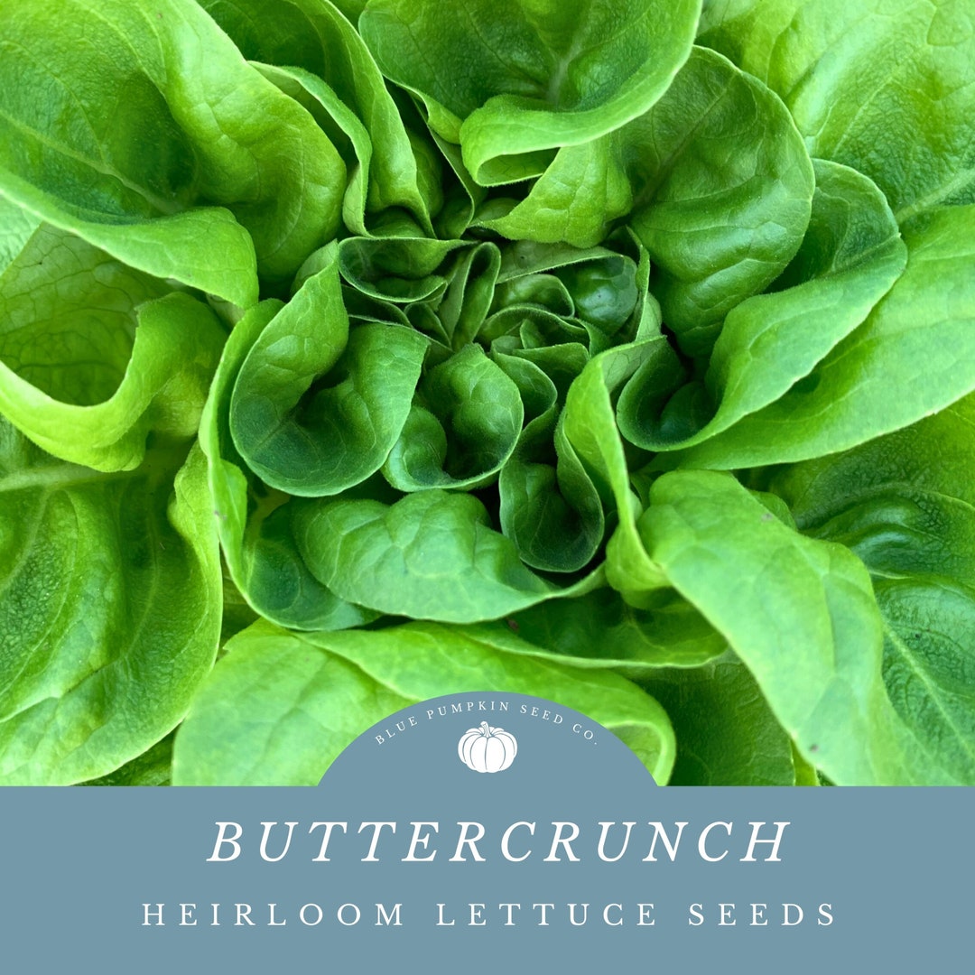Velvety Buttercrunch Lettuce Seeds Perfect for Wraps & Squarefoot
