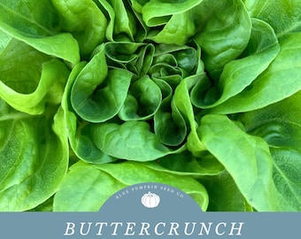 Semillas de lechuga Buttercrunch - Hojas aterciopeladas - ¡Perfectas para wraps y huertos urbanos!